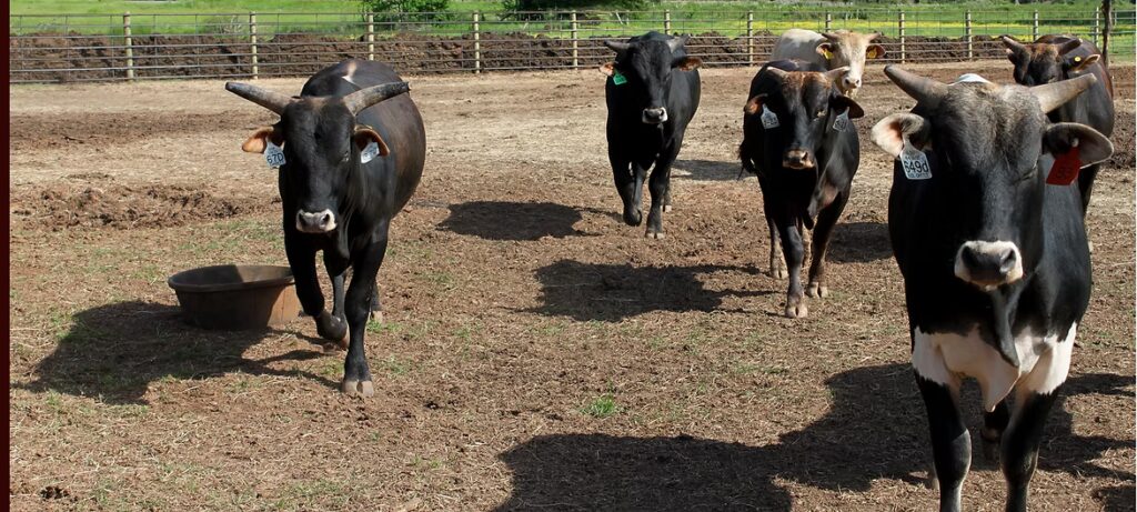 "Image of sturdy cattle pens made with continuous fence panels and tough bar fence, showcasing effective livestock fencing solutions for ranches and farms."