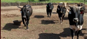 "Image of sturdy cattle pens made with continuous fence panels and tough bar fence, showcasing effective livestock fencing solutions for ranches and farms."